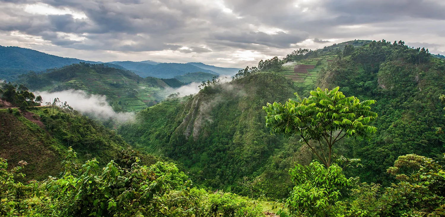 Bwindi-Impenetrable-1