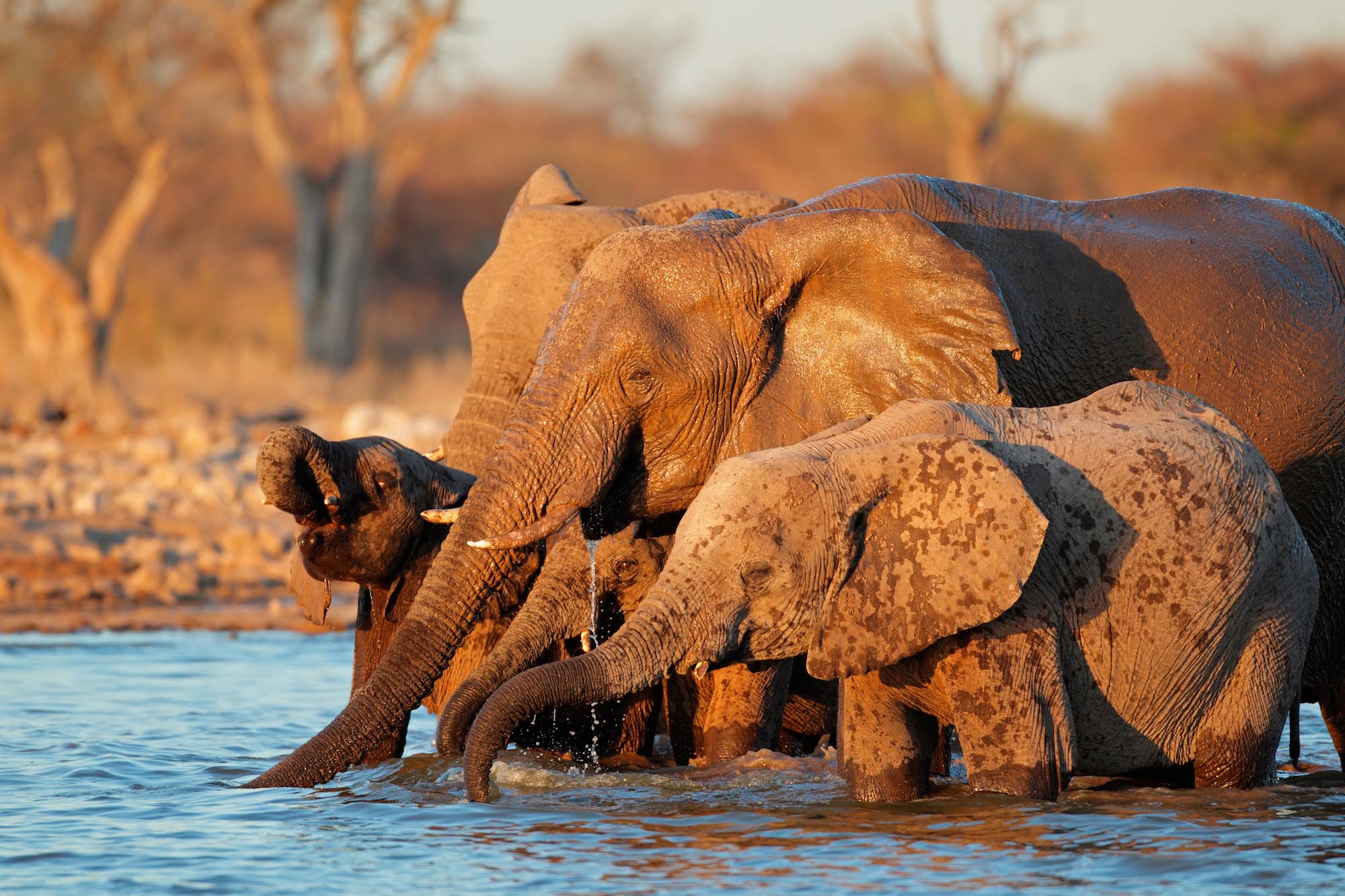 Elephants SafariHQ
