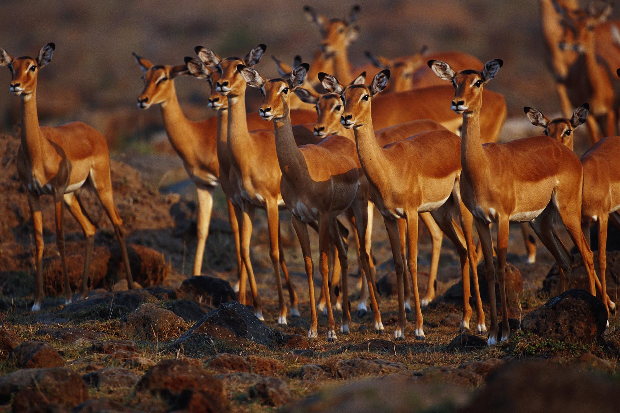 Herd of impalas (Aepyceros melampus) standing and watching, Masai Mara, Kenya