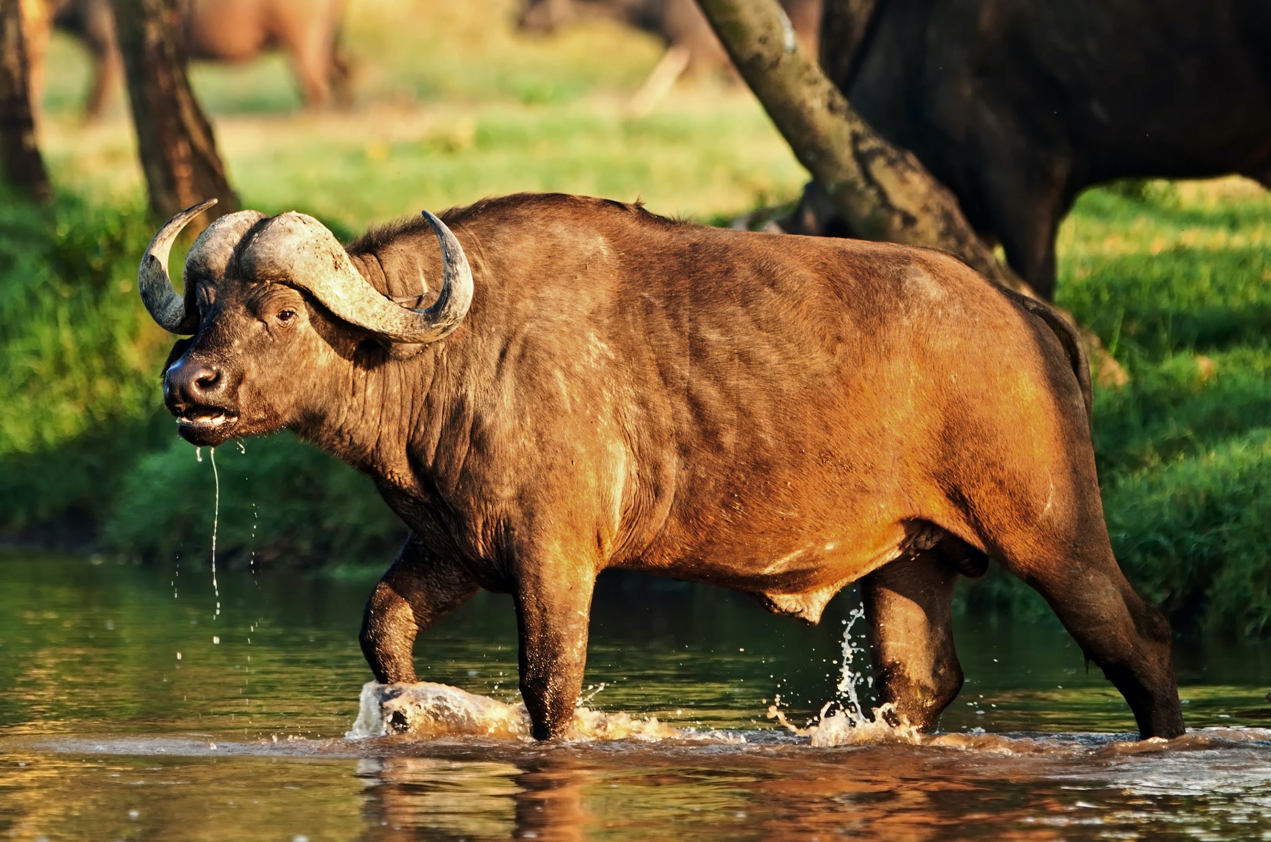 African buffalo crossing a river in the Lake Nakuru National Park - Kenya