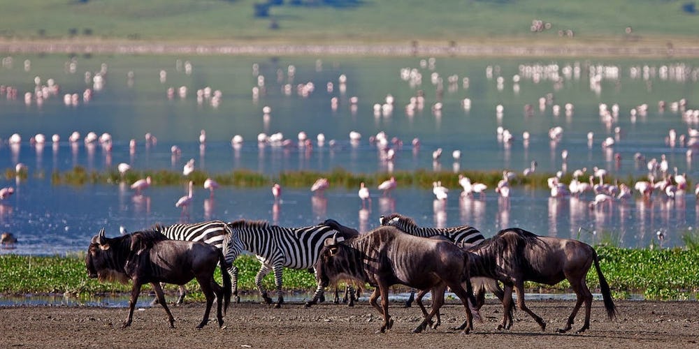 manyara-safari-hq-2