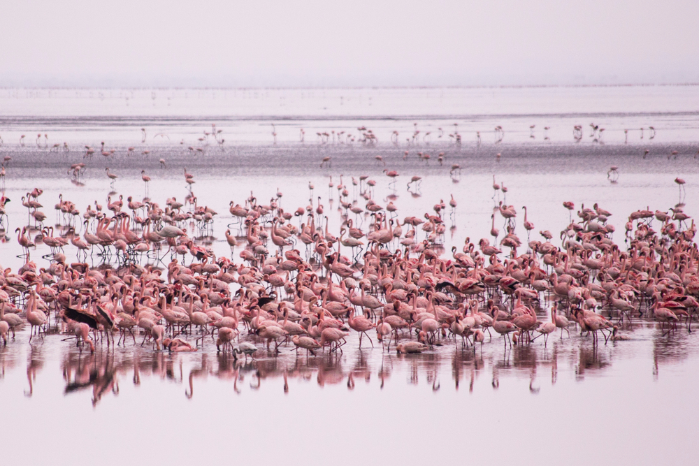 Flamingos,Group,At,Manyara,Lake,National,Park.,African,Birds.,African