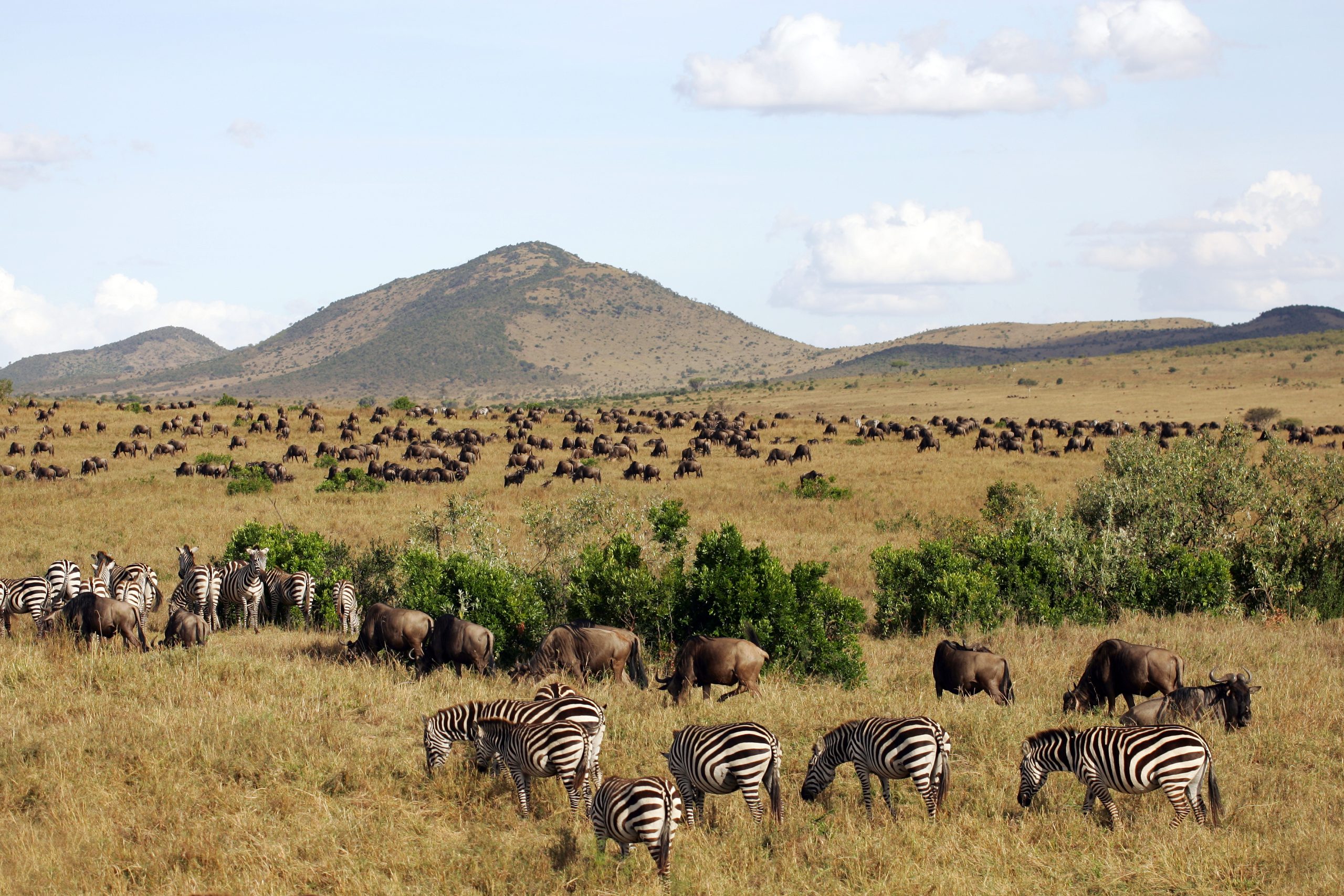Landscape,Background,Of,Animal,Herds,On,The,Masai,Mara