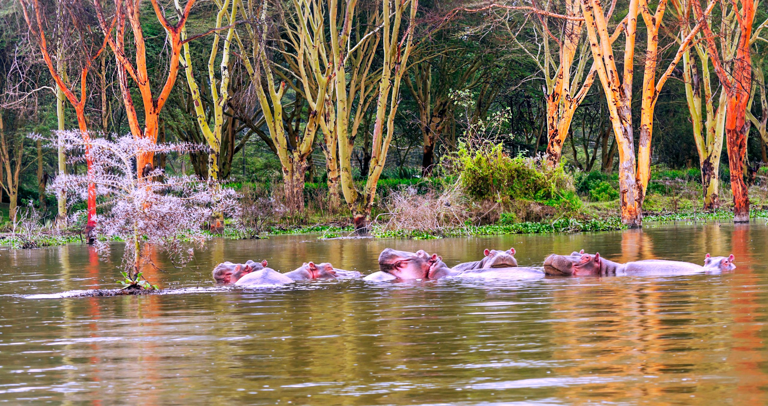 Hippopotamus,On,The,Lake,In,The,Jungle,Of,Kenya,Under