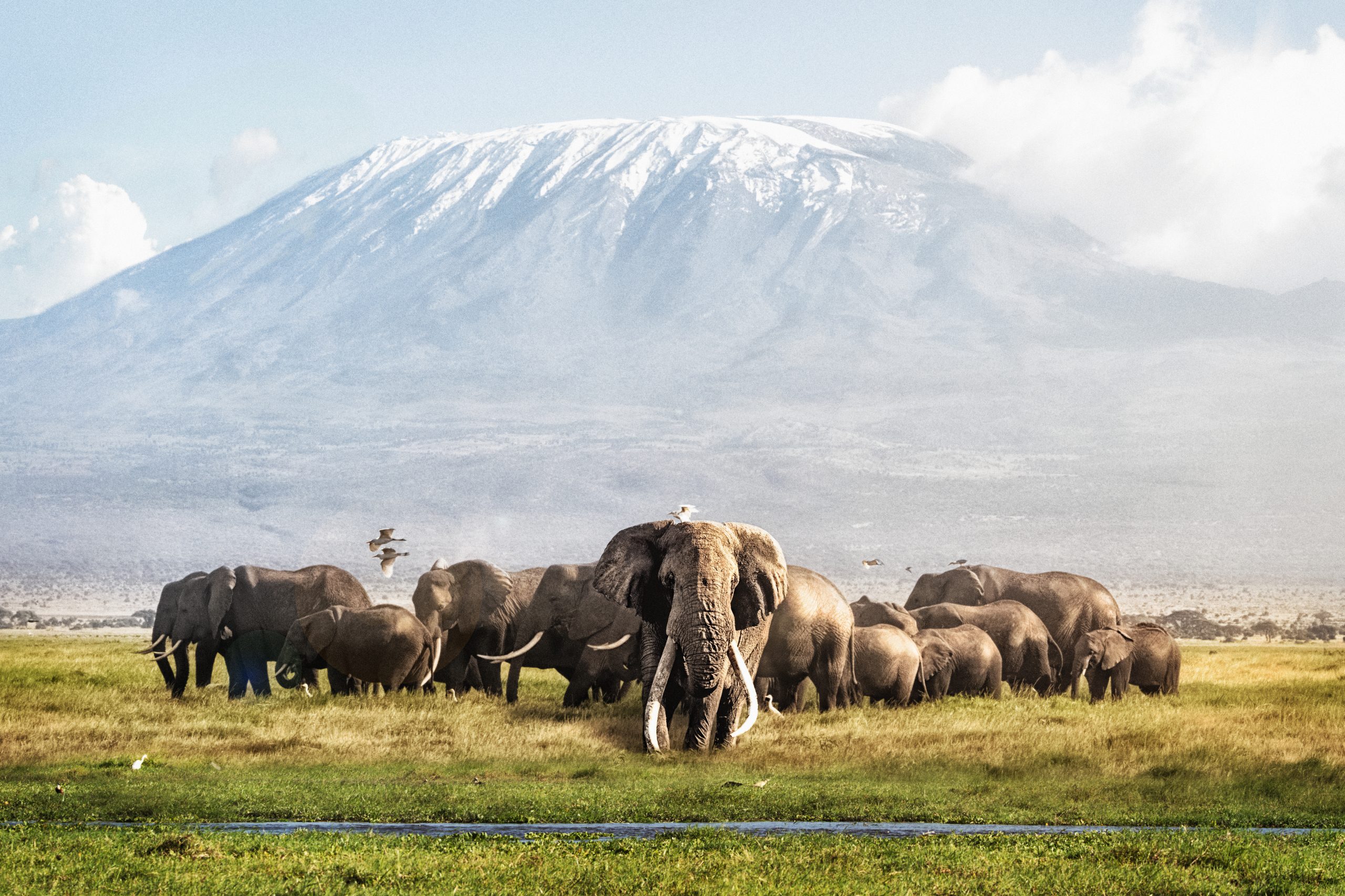 Famous,Big,Tusker,Bull,Elephant,Tim,With,Family,Herd,In