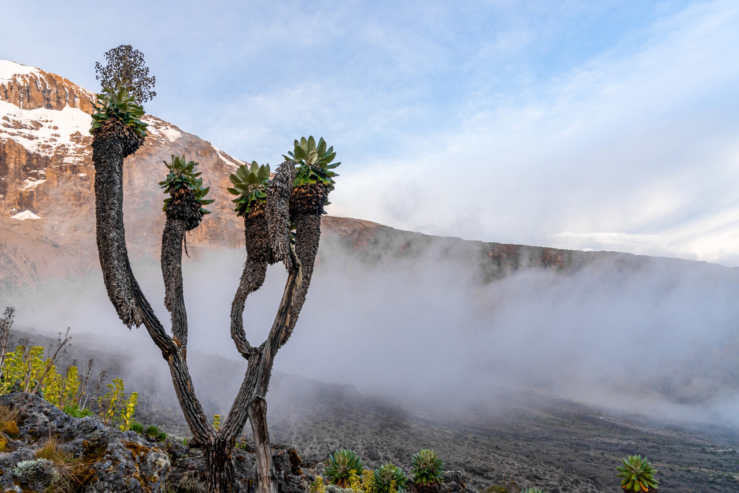 Senecio,Trees,On,The,Lemosho,Route,To,Mount,Kilimanjaro,In