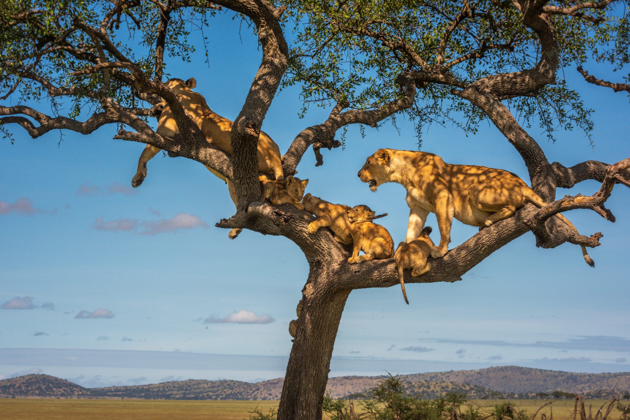 Two,Lionesses,And,Four,Cubs,In,Tree