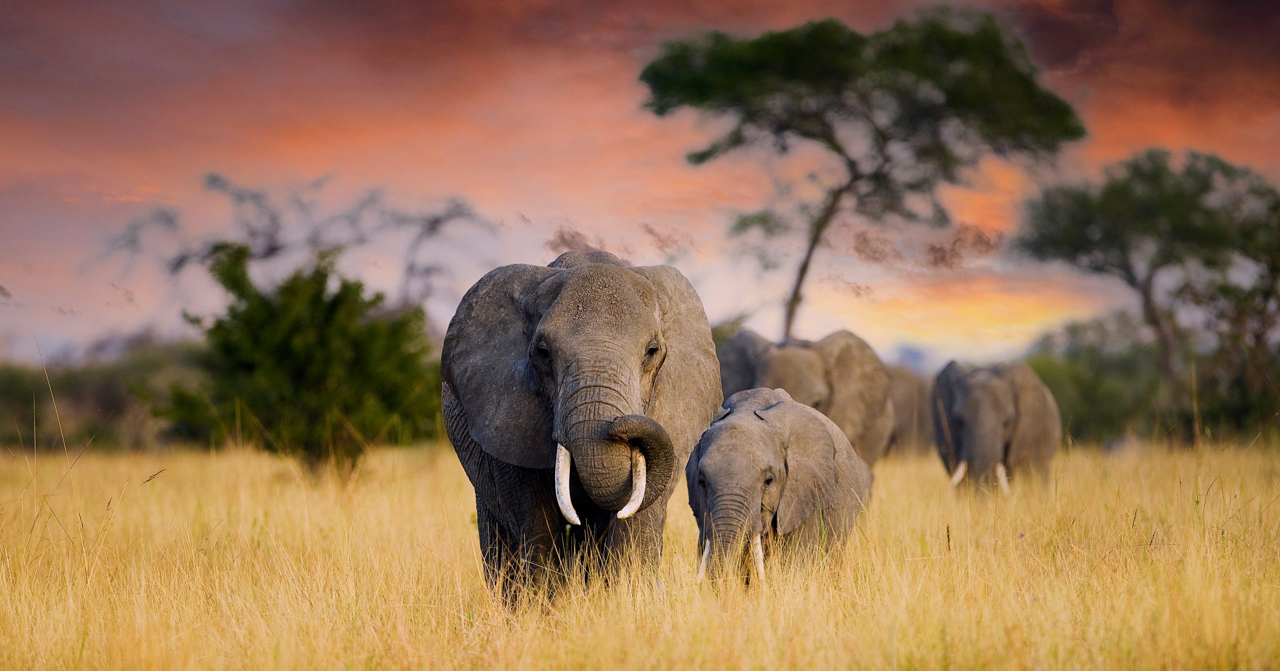 A,Herd,Of,Wild,Elephants,Walk,Through,The,Savanna,Of