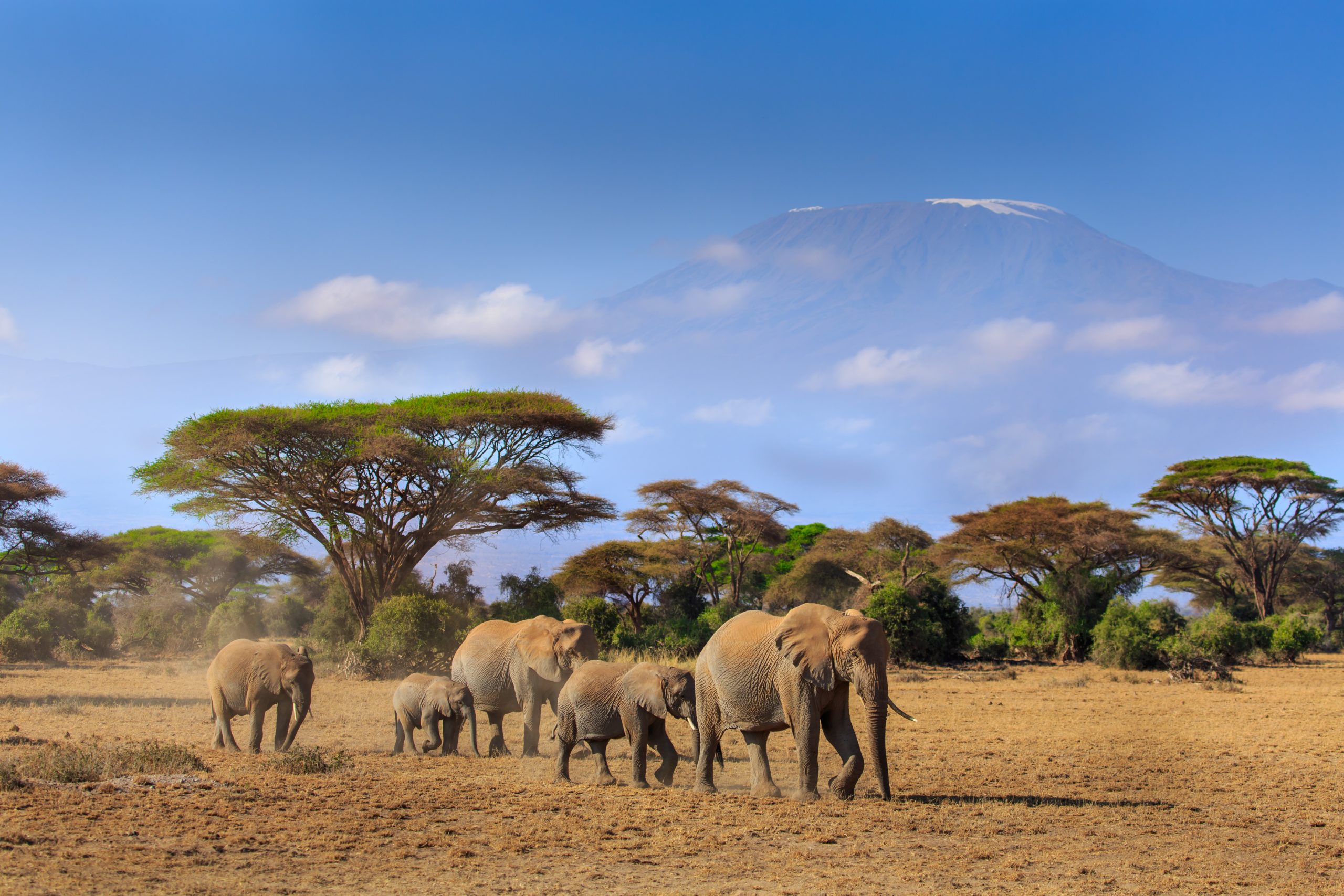Elephants,In,Front,Of,Mt.,Kilimanjaro,,Amboseli,,Kenya