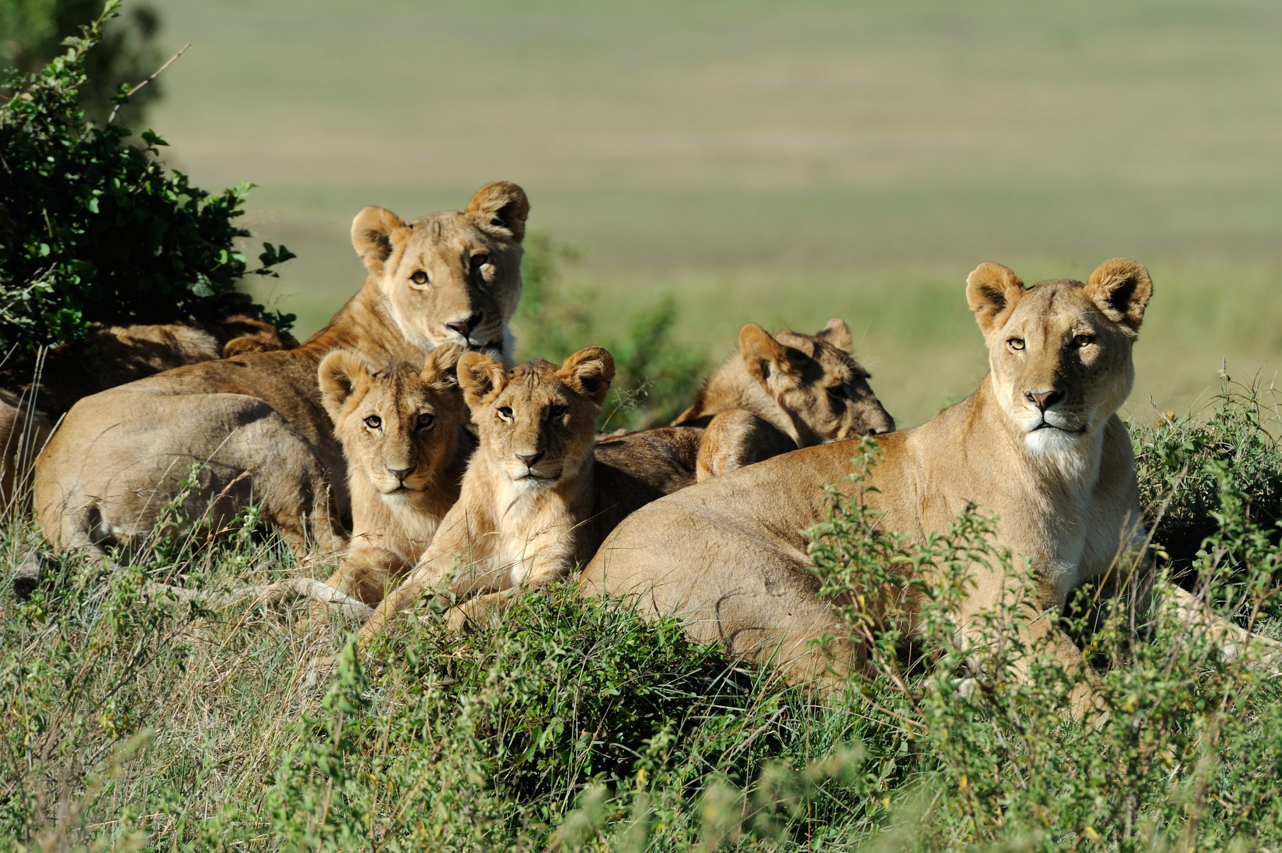 Beautiful,Lion,In,The,Grass,Of,Masai,Mara,,Kenya