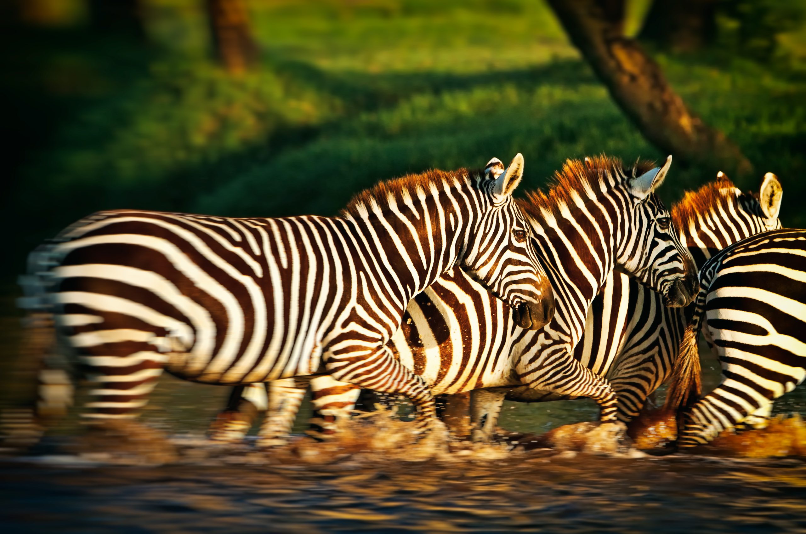 Zebras,Crossing,A,River,In,The,Lake,Nakuru,National,Park,
