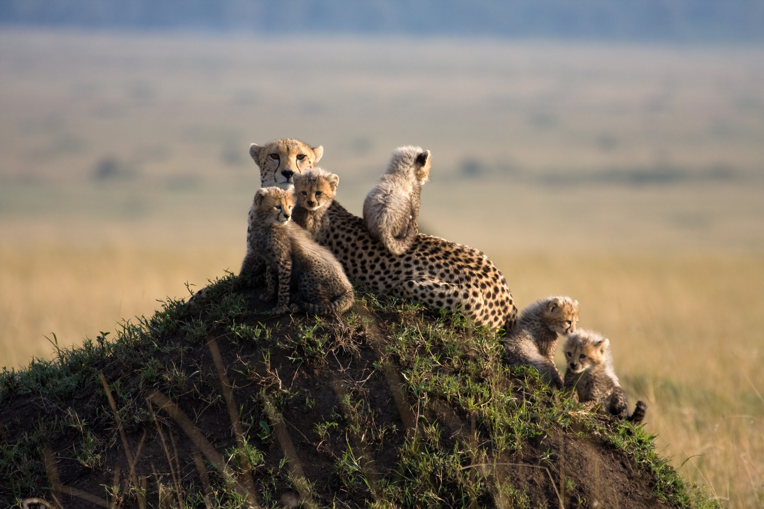 On,Safari,In,The,Masai,Mara,Game,Reserve,Kenya,Africa