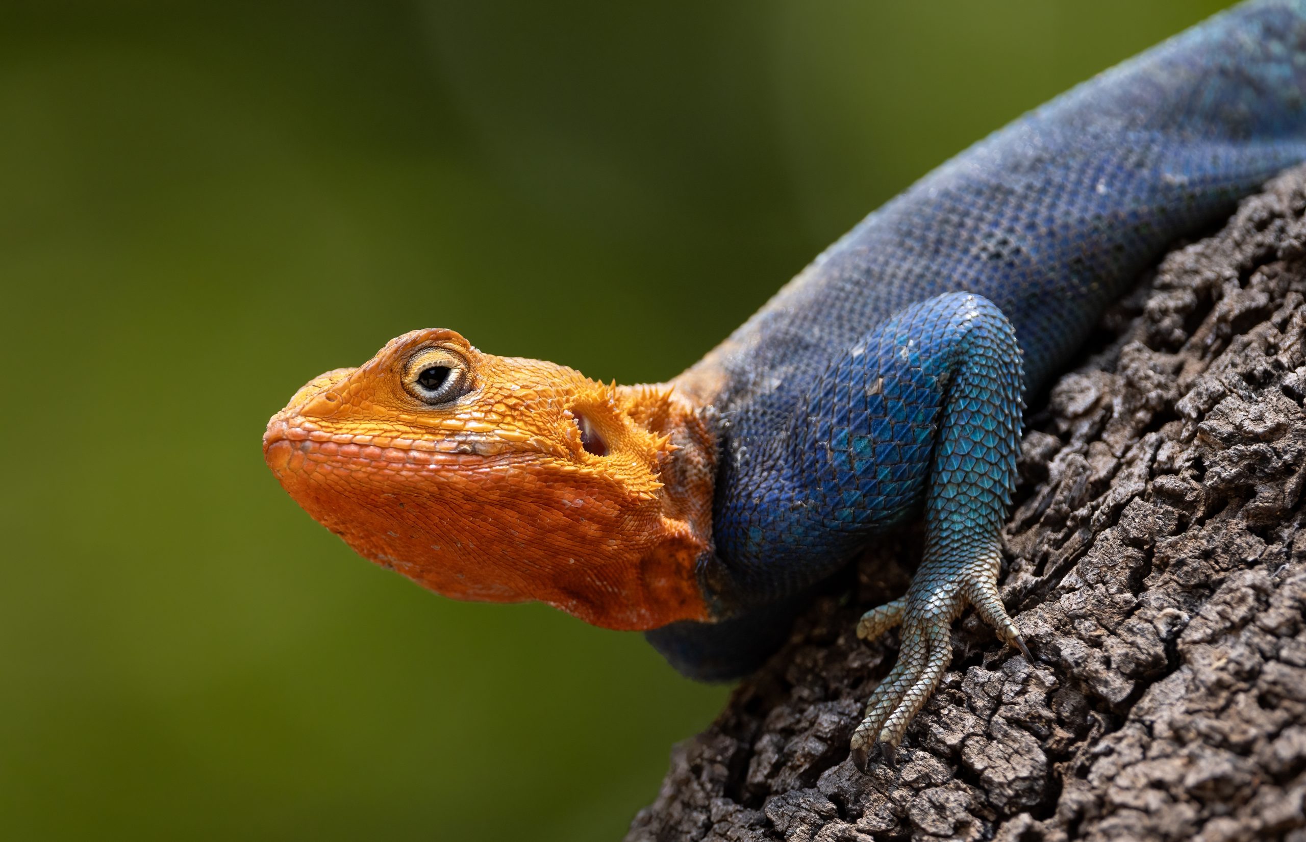 Red,Headed,Agama,Lizard,In,Amboseli,National,Park,,Africa