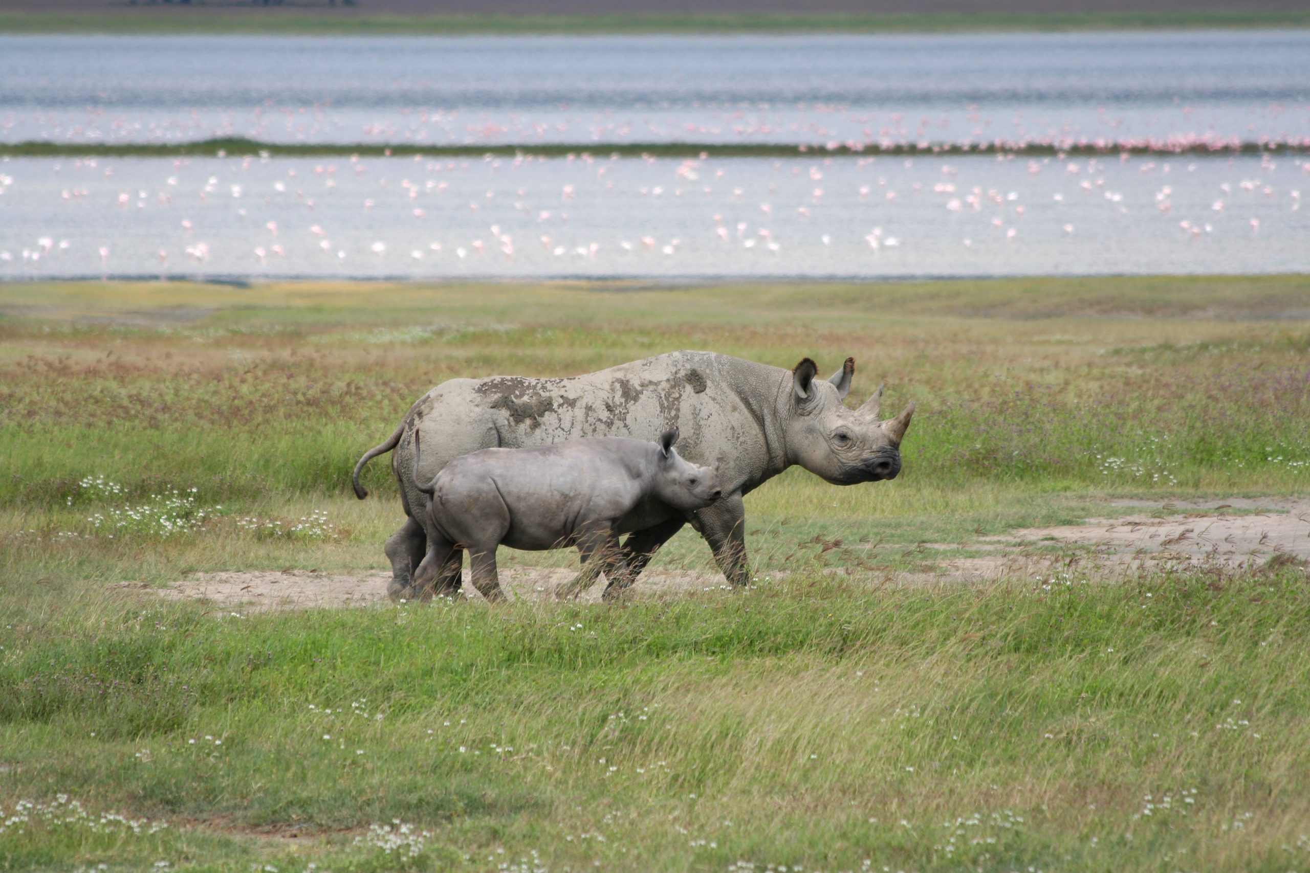 Baby,Rhino,With,Mom