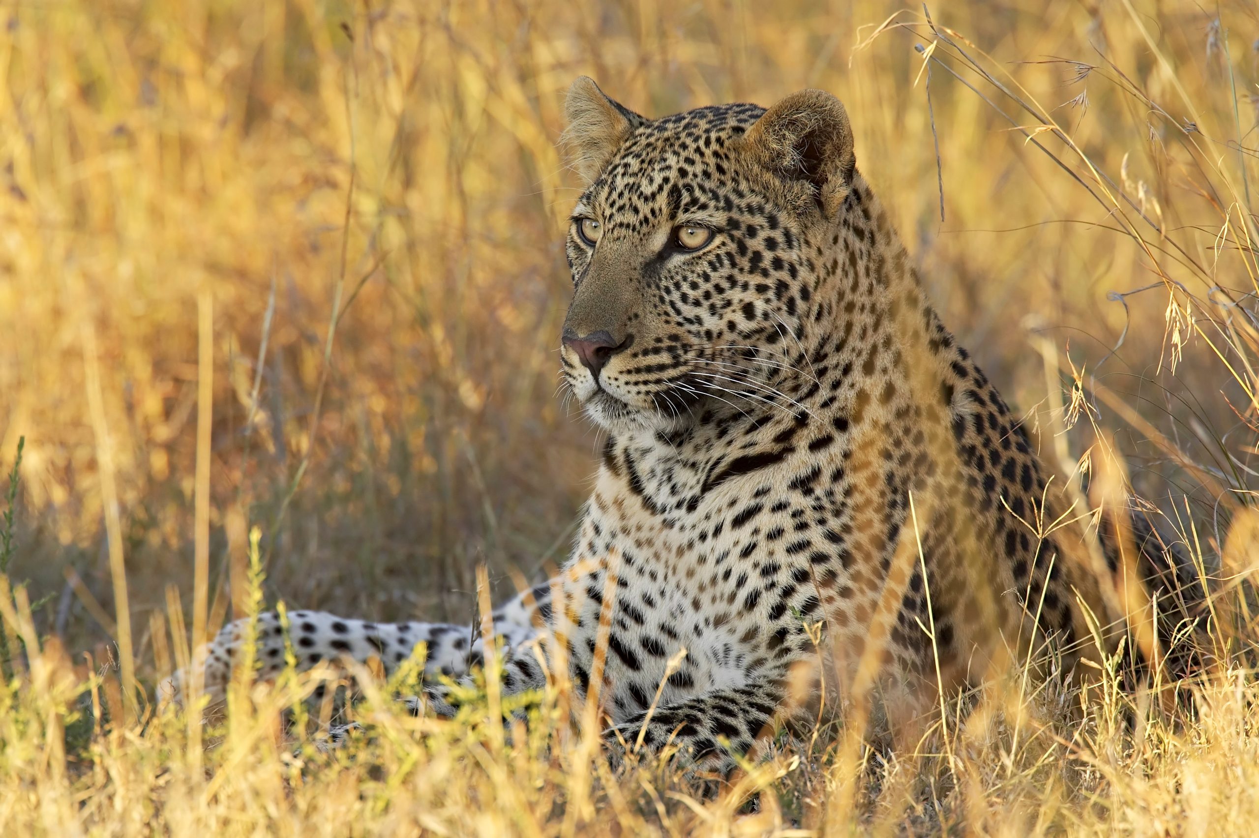 Leopard,(panthera,Pardus),,Masai,Mara,National,Reserve,,Kenya,,East,Africa,