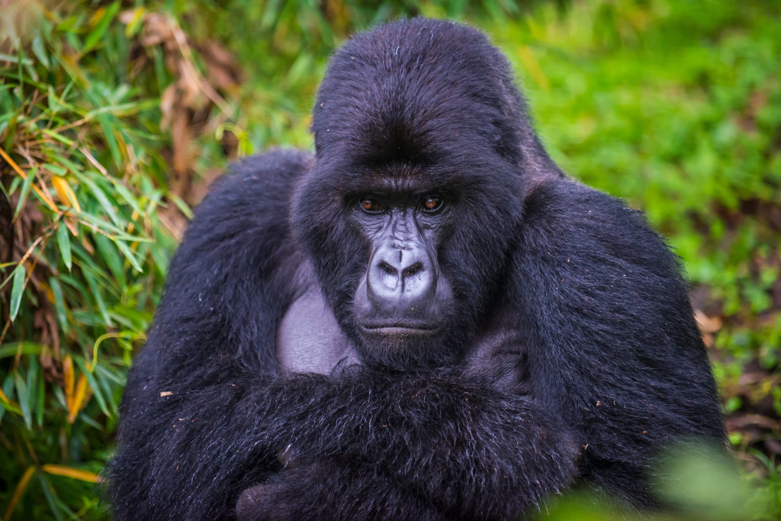 Mountain,Gorilla,(gorilla,Beringei,Beringei),,Virunga,National,Park,,Rwanda,,Africa