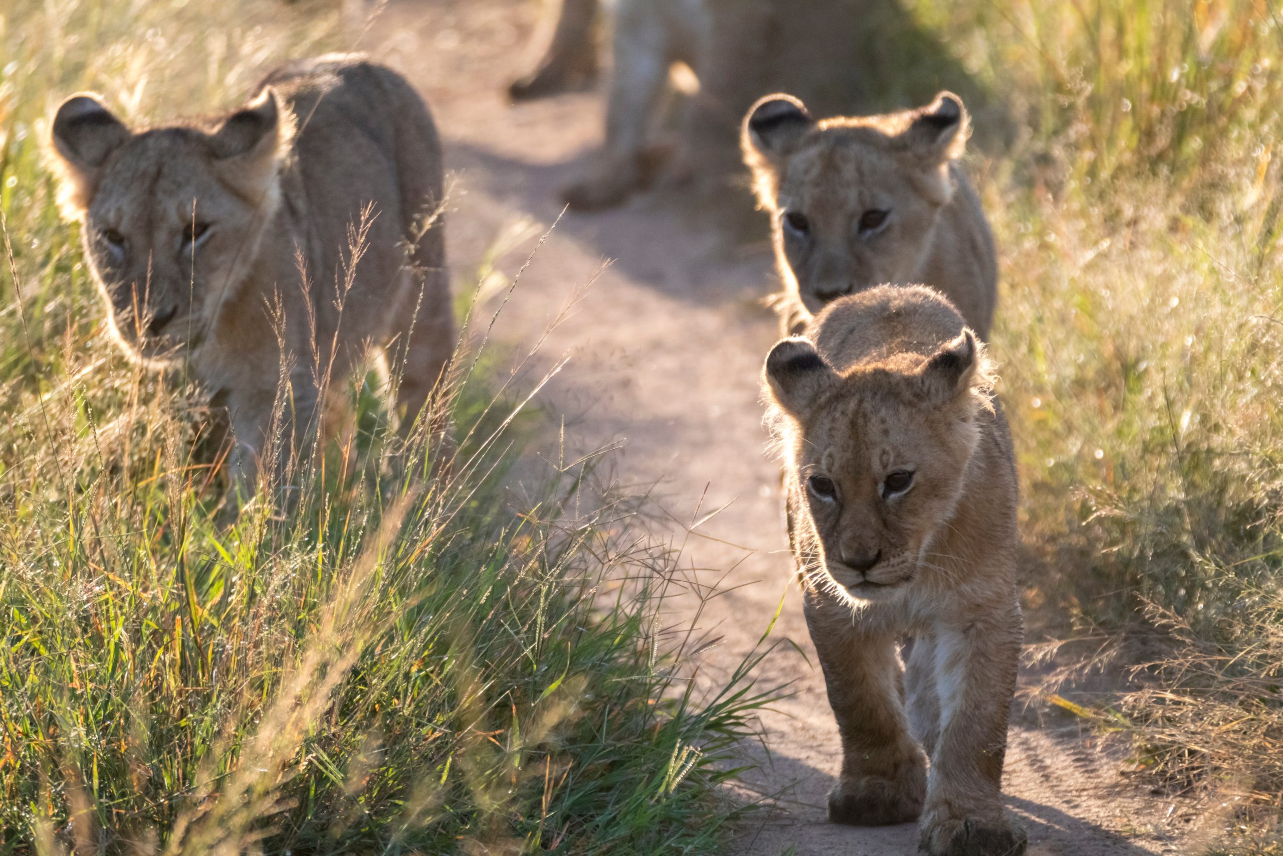 Africa,,Kenya,,Masai,Mara,National,Reserve.,African,Lion,(panthera,Leo)