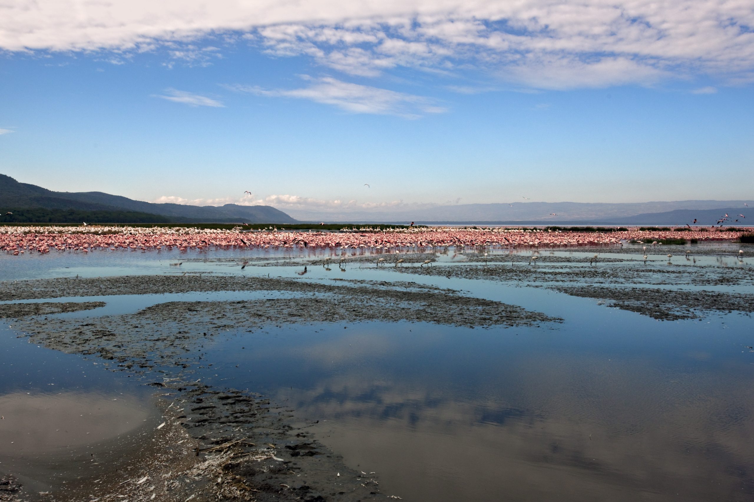 Ngorongoro,With,Flamingo,Colony