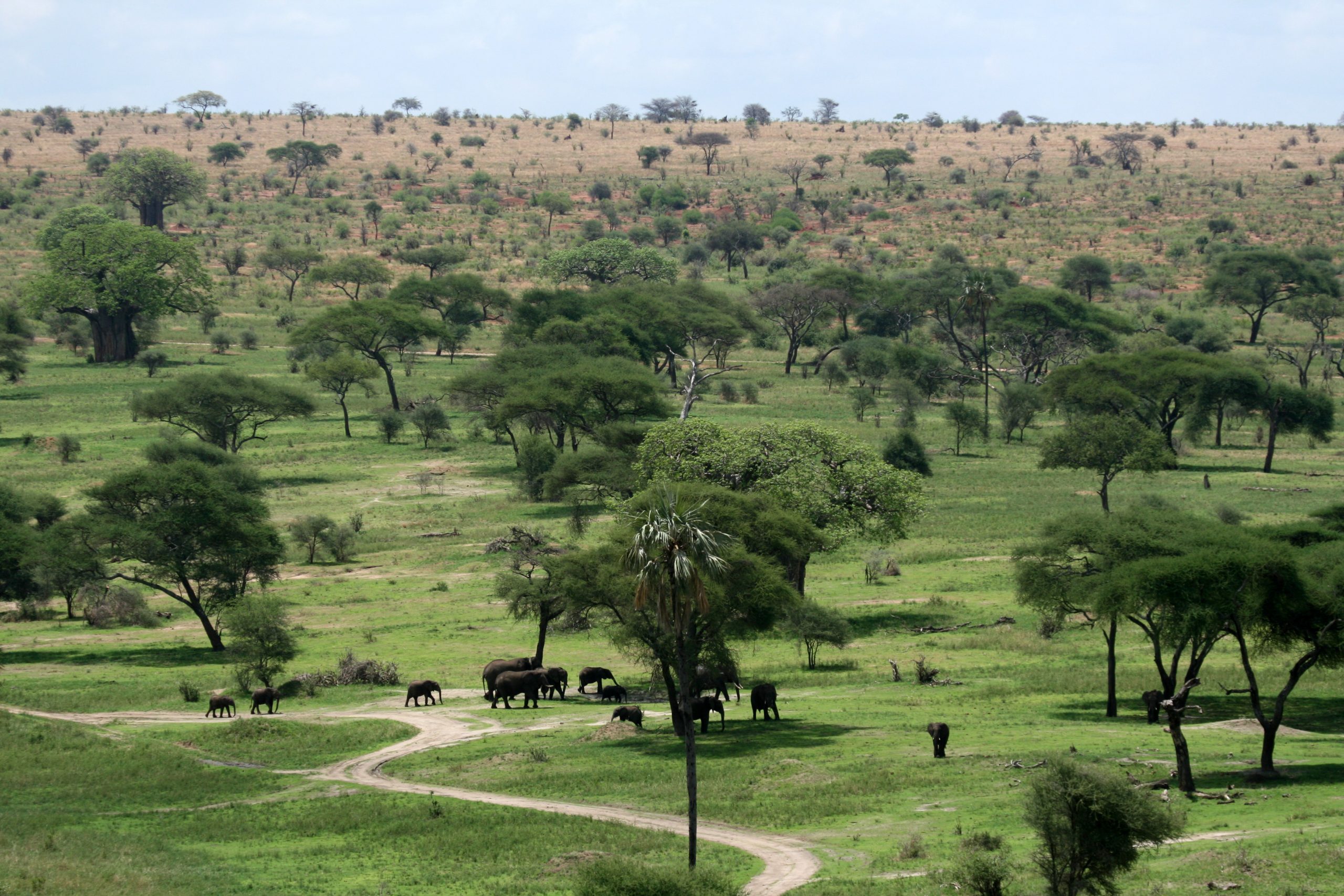 Tarangire,National,Park,-,Wildlife,Reserve,In,Tanzania,,Africa