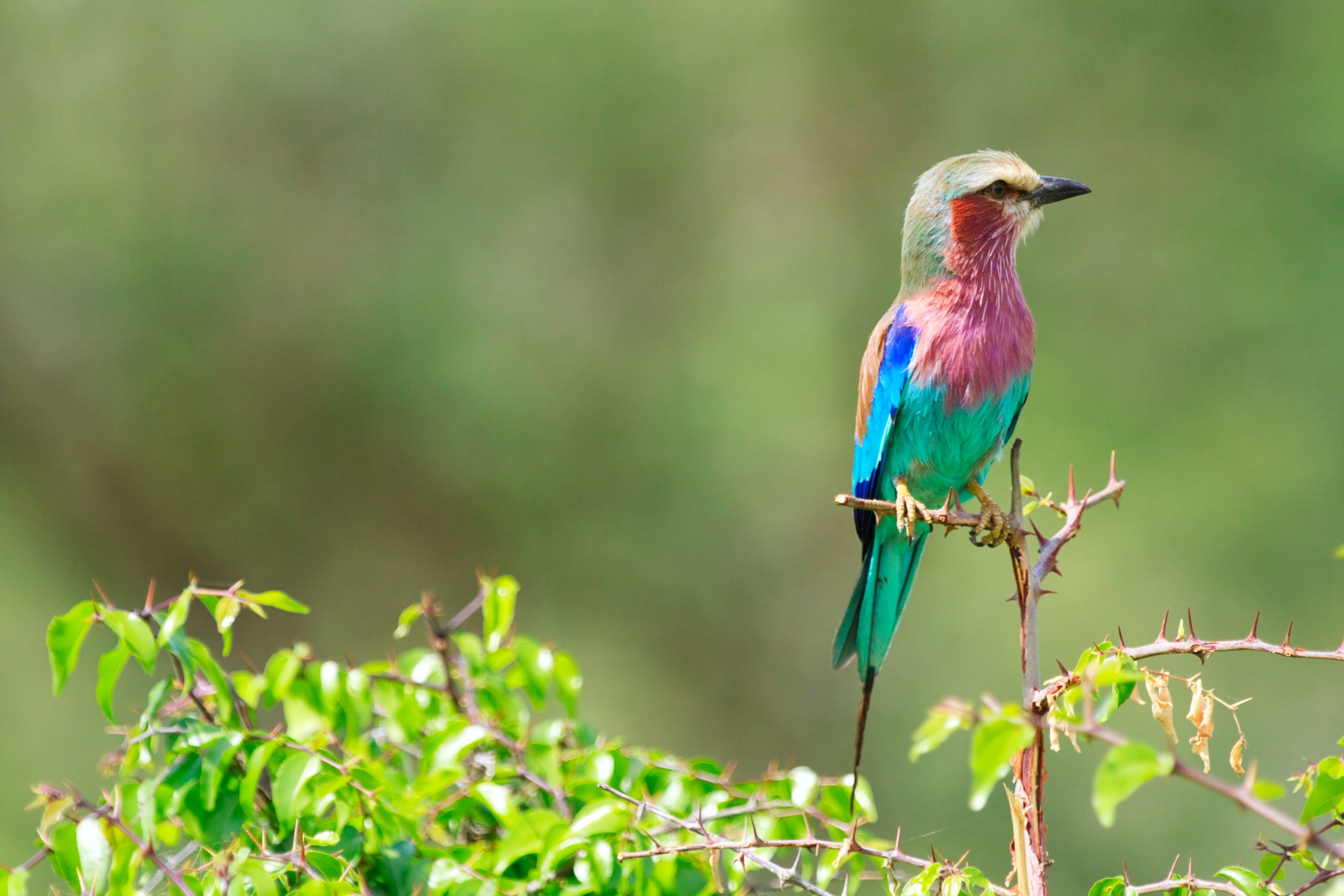 Lilac-breasted,Roller,(coratias,Caudata),In,Tarangire,National,Park,,Tanzania
