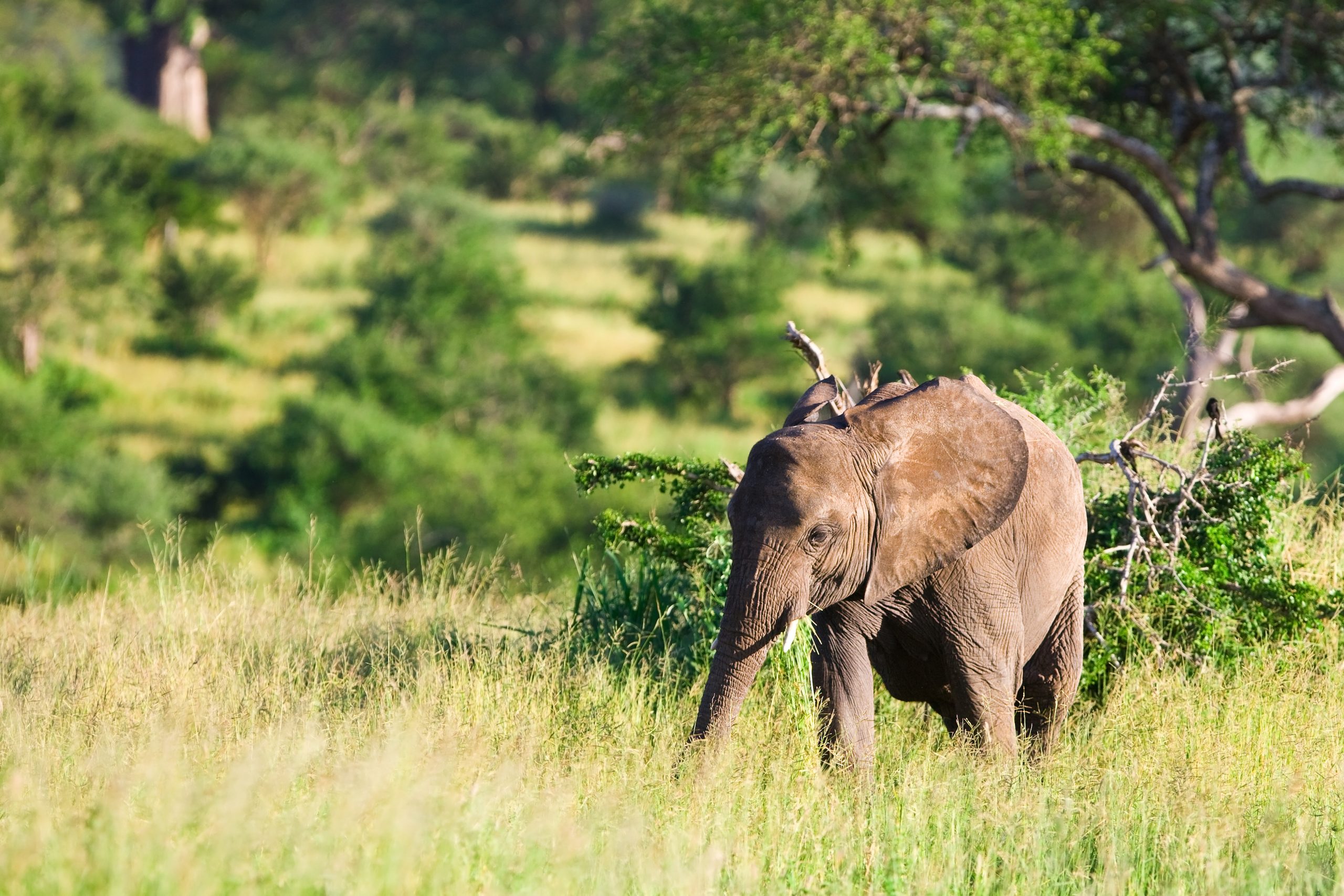 African,Elephant,In,The,Tarangire,National,Park,,Tanzania