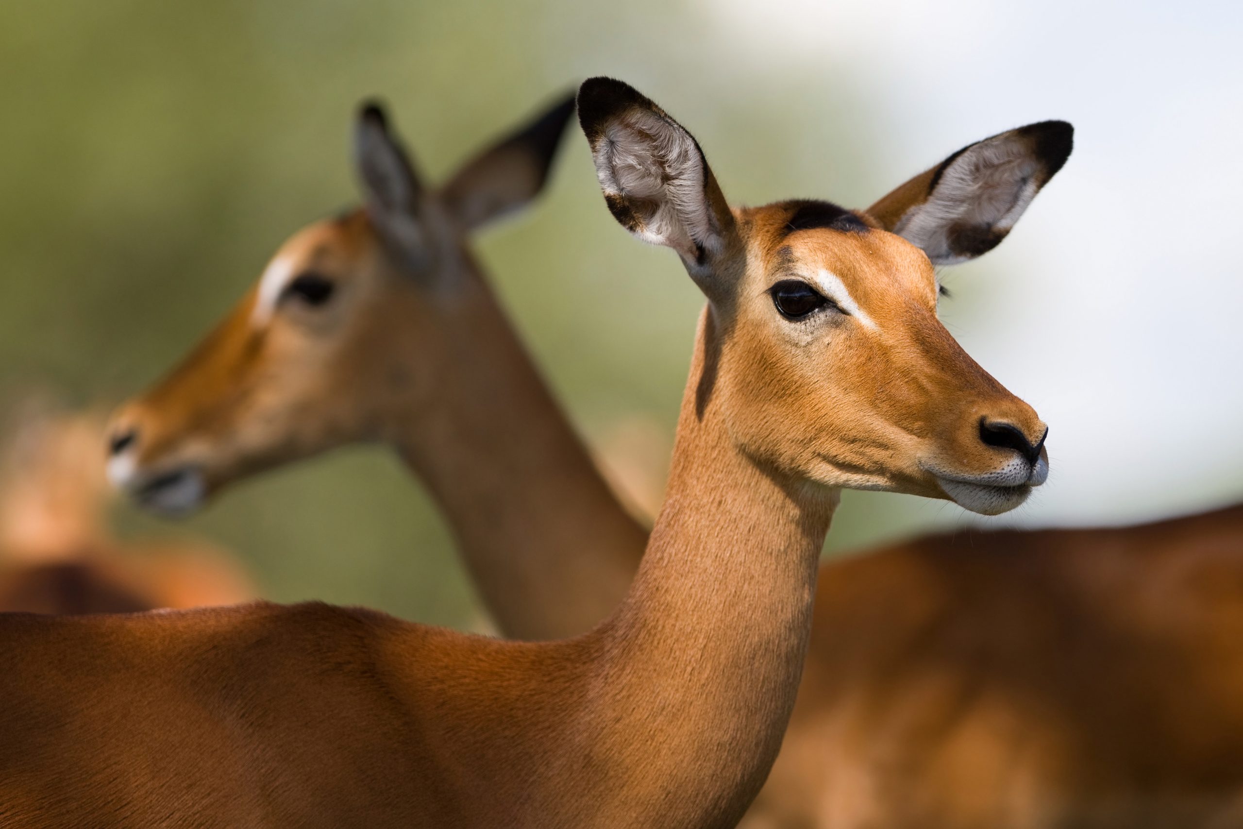 Female,Impala,Antelopes,,Tarangire,National,Park,,Tanzania