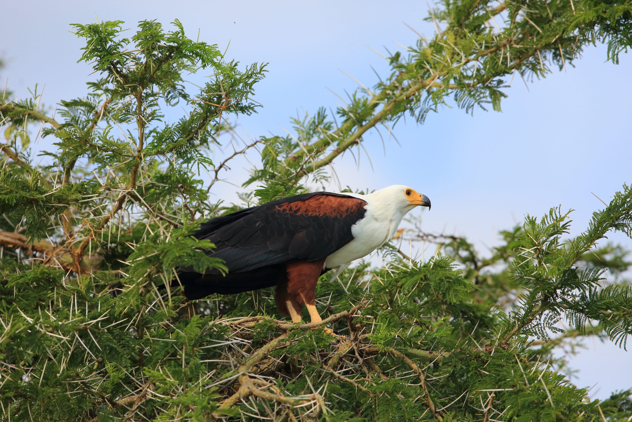 African fish eagle (Haliaeetus vocifer) in Queen Elizabeth National Park, Uganda