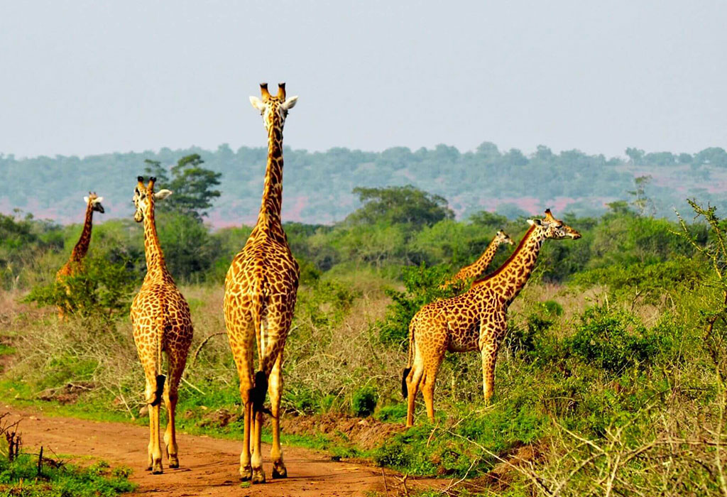 Animals-to-Look-Out-for-in-Akagera-National-Park