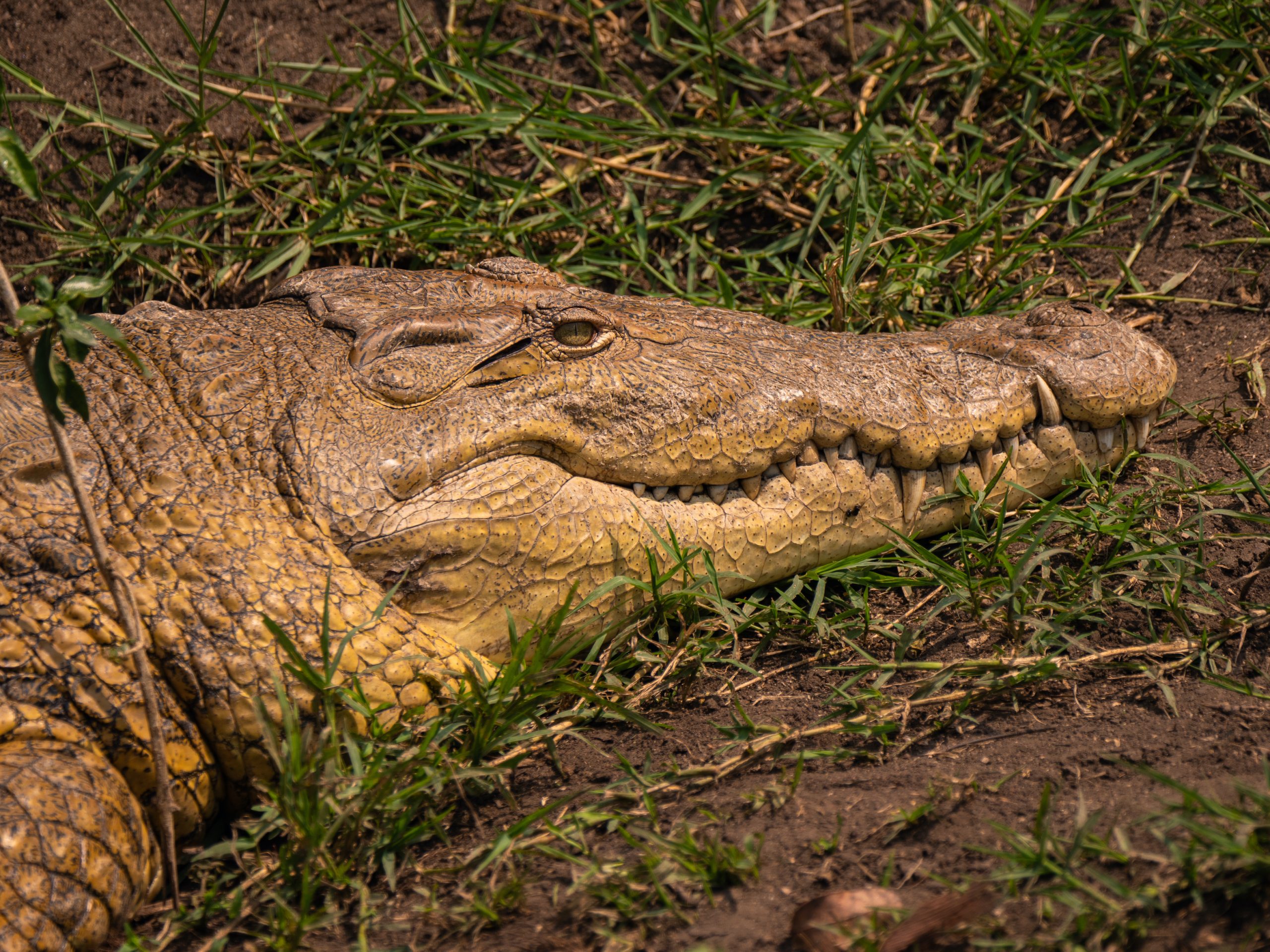 Crocodile on the banks of the Kazinga Channel, Queen Elizabeth National Park, Uganda