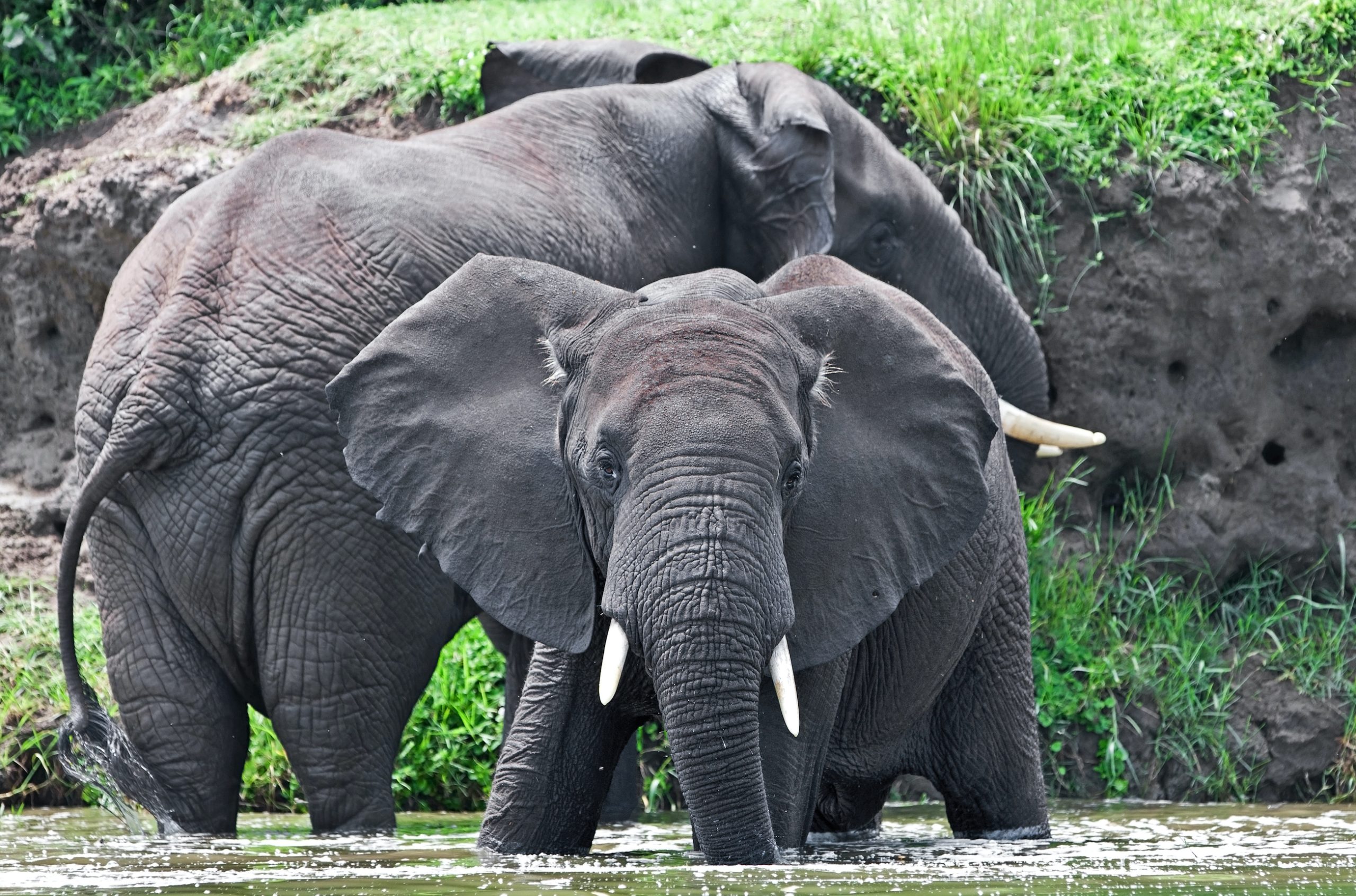 Young male African elephants in the Kazinga Channel in Queen Elizabeth National Park, Uganda, East-Africa