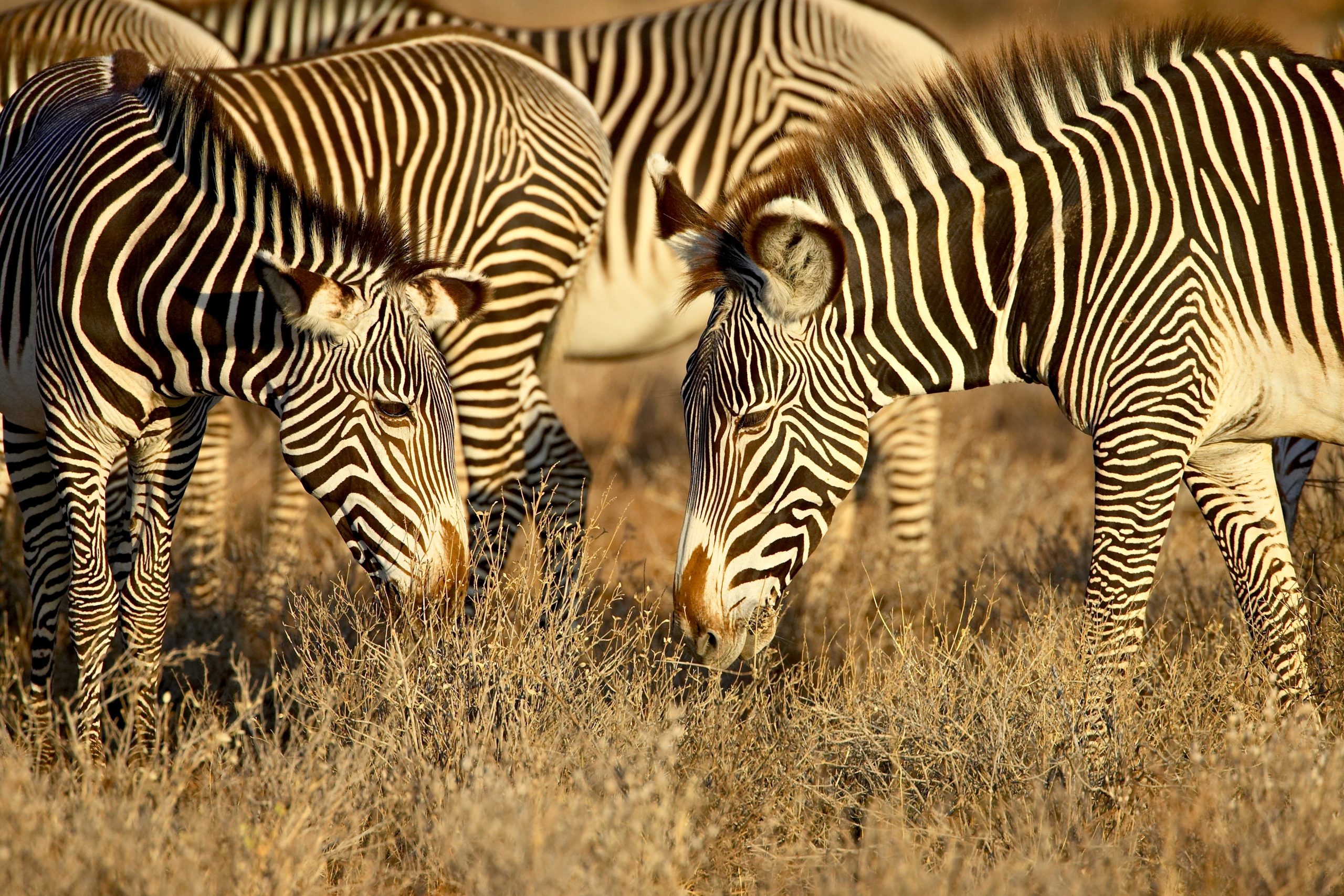Group,Of,Grevy's,Zebra,(equus,Grevyi),Grazing,,Samburu,National,Reserve,