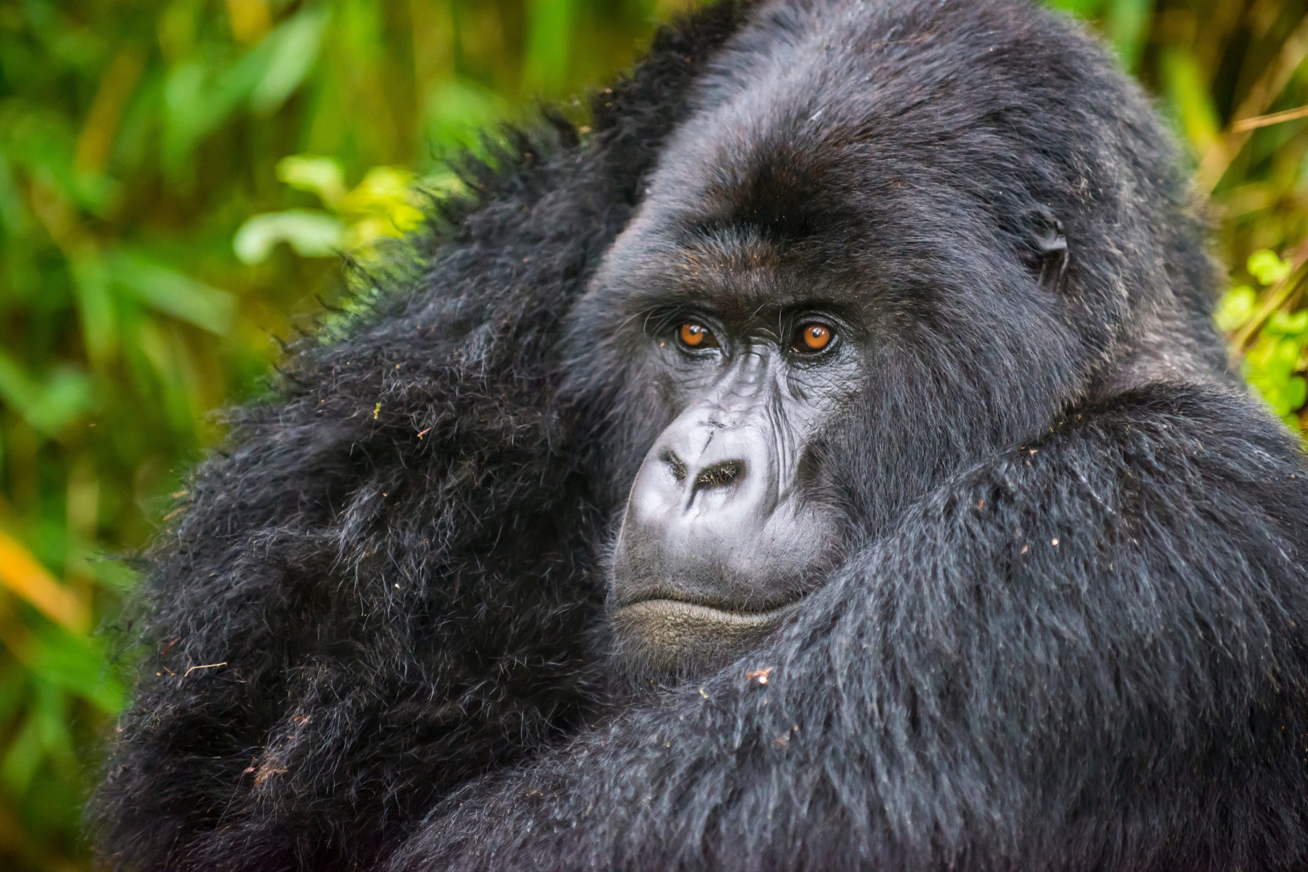 Mountain gorilla (Gorilla beringei beringei), Virunga National Park, Rwanda, Africa