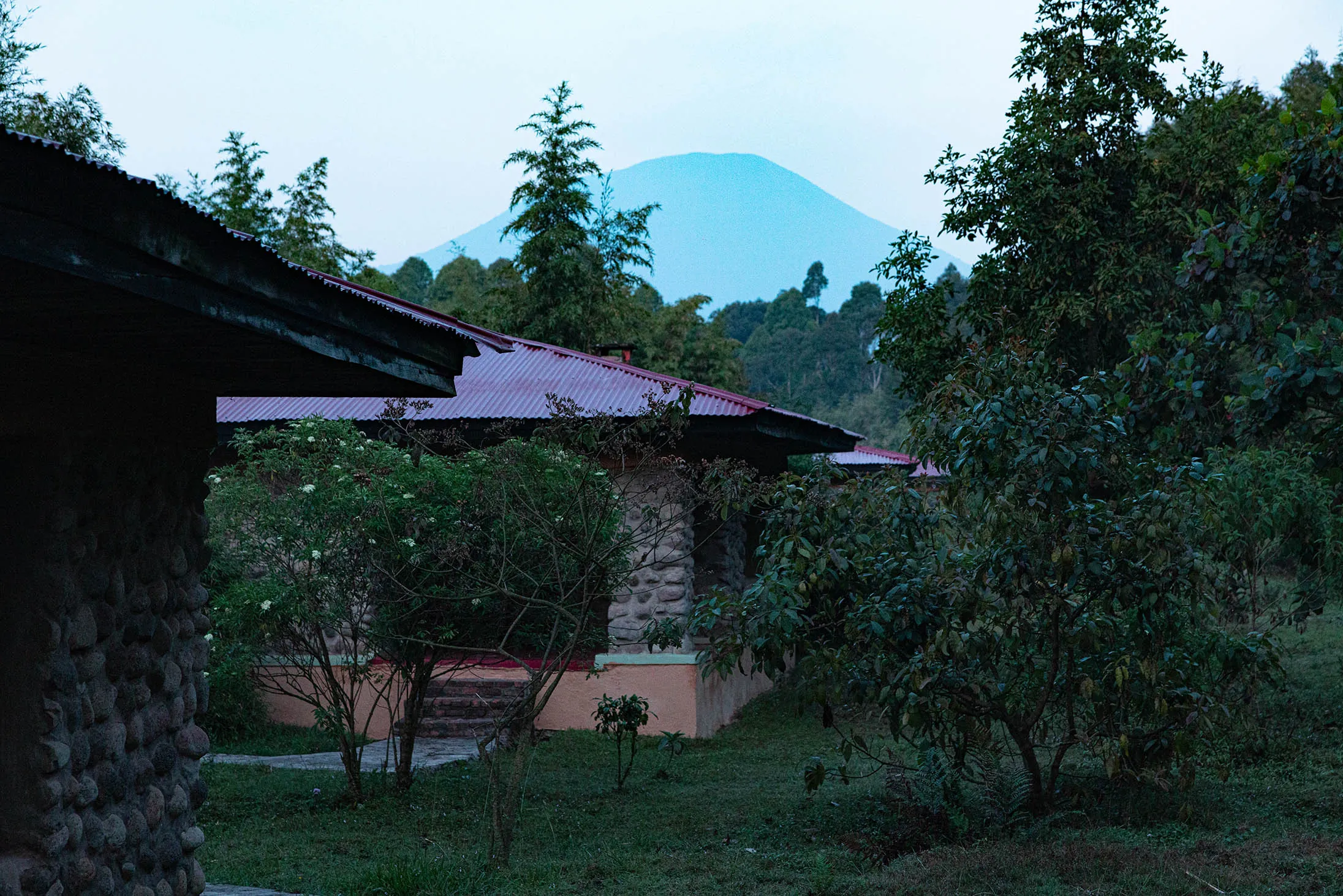 Mountain Gorilla outside