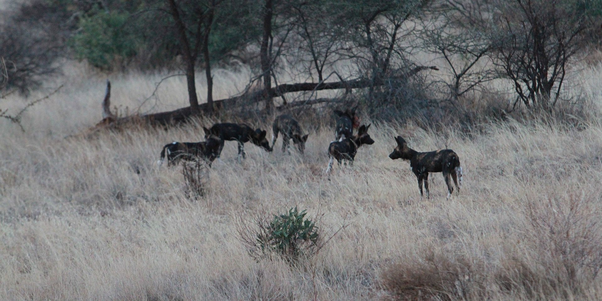 SAMBURU_SAFARIHQ1