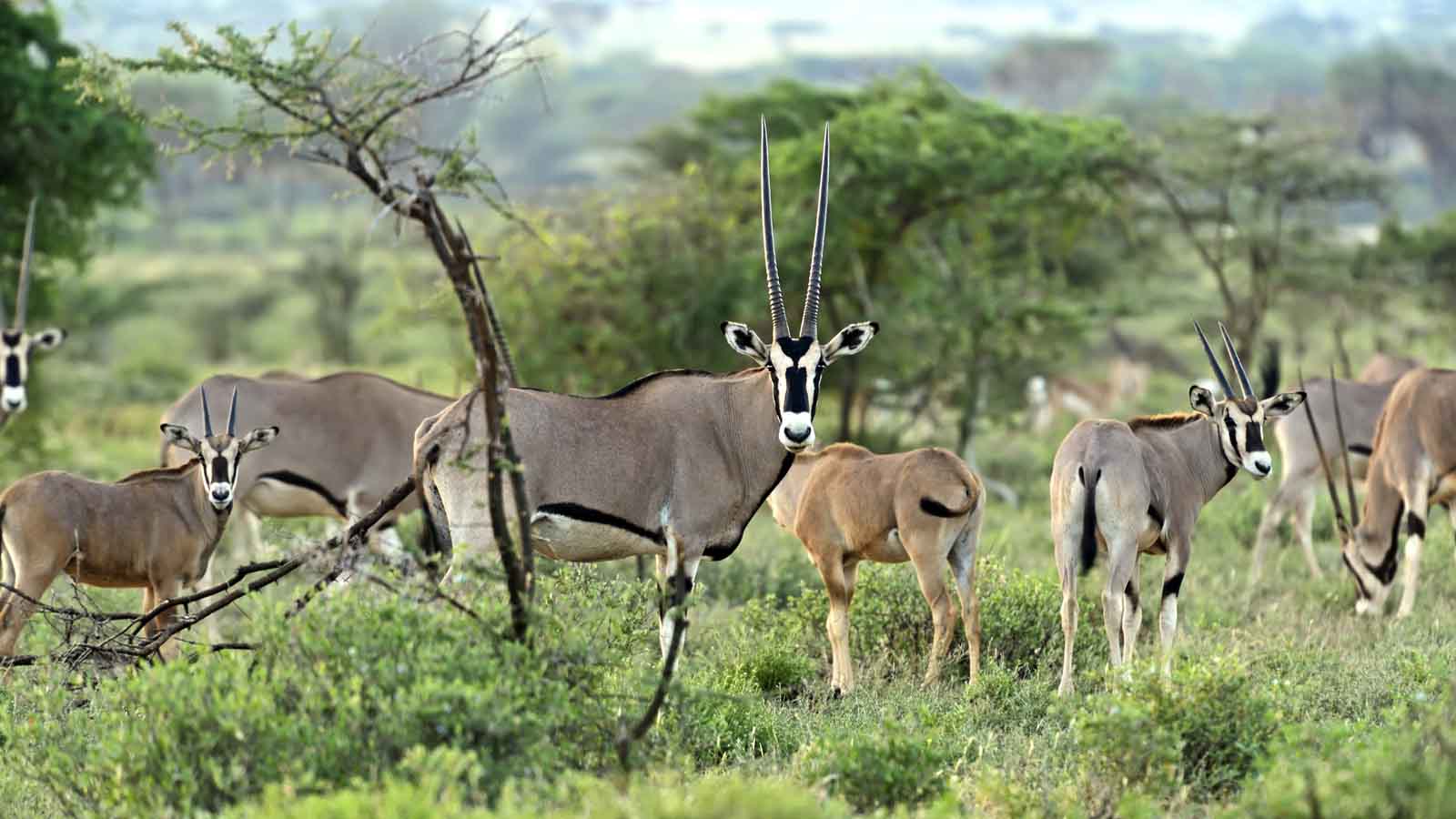 SAMBURU_SAFARIHQ2