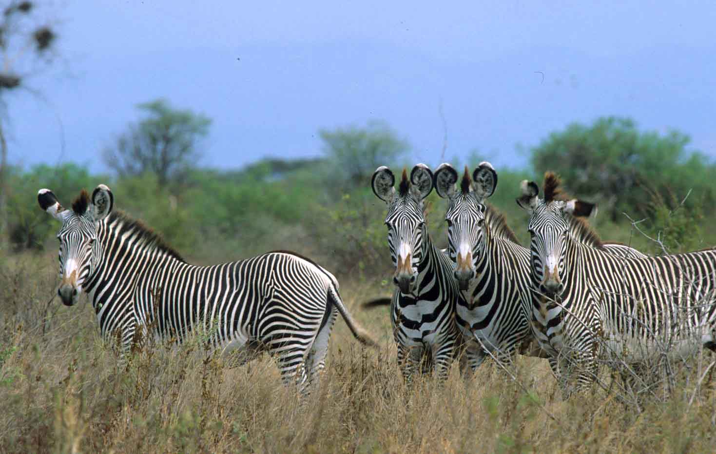 SAMBURU_SAFARIHQ4
