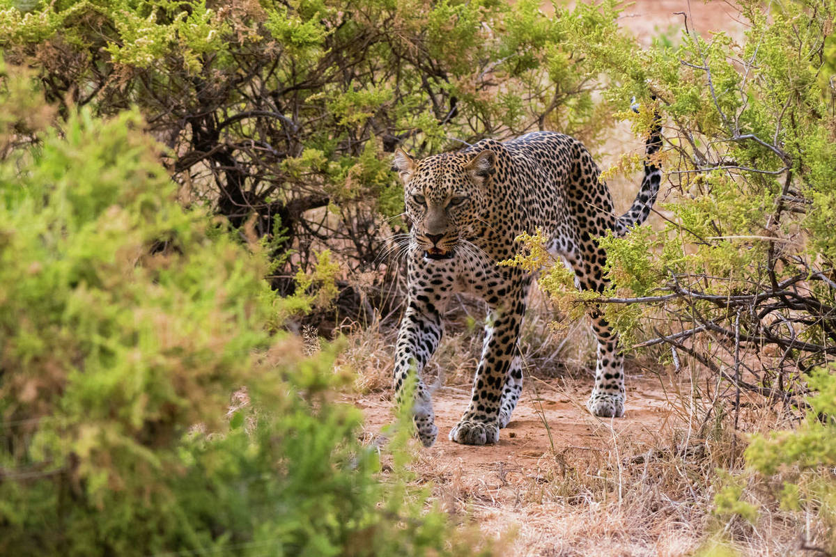 SAMBURU_SAFARIHQ5