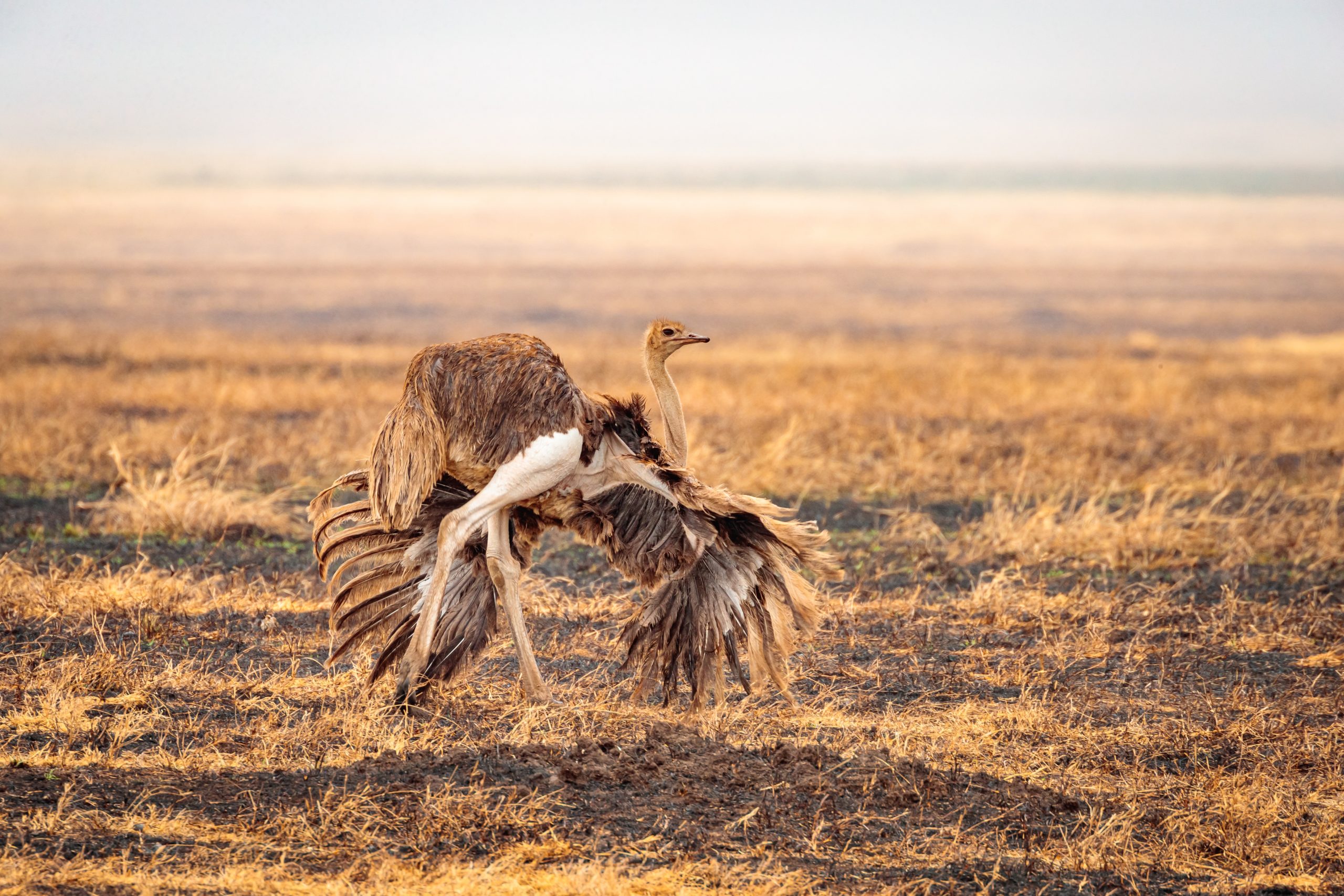 A,Closeup,Shot,Of,A,Female,Somali,Ostrich,Running,In