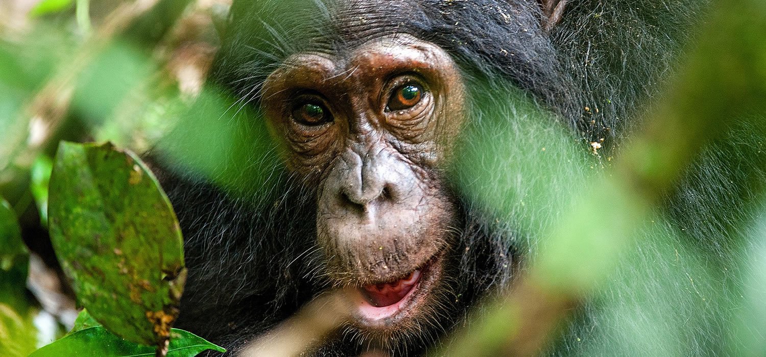 kibale_SAFARIHQ4