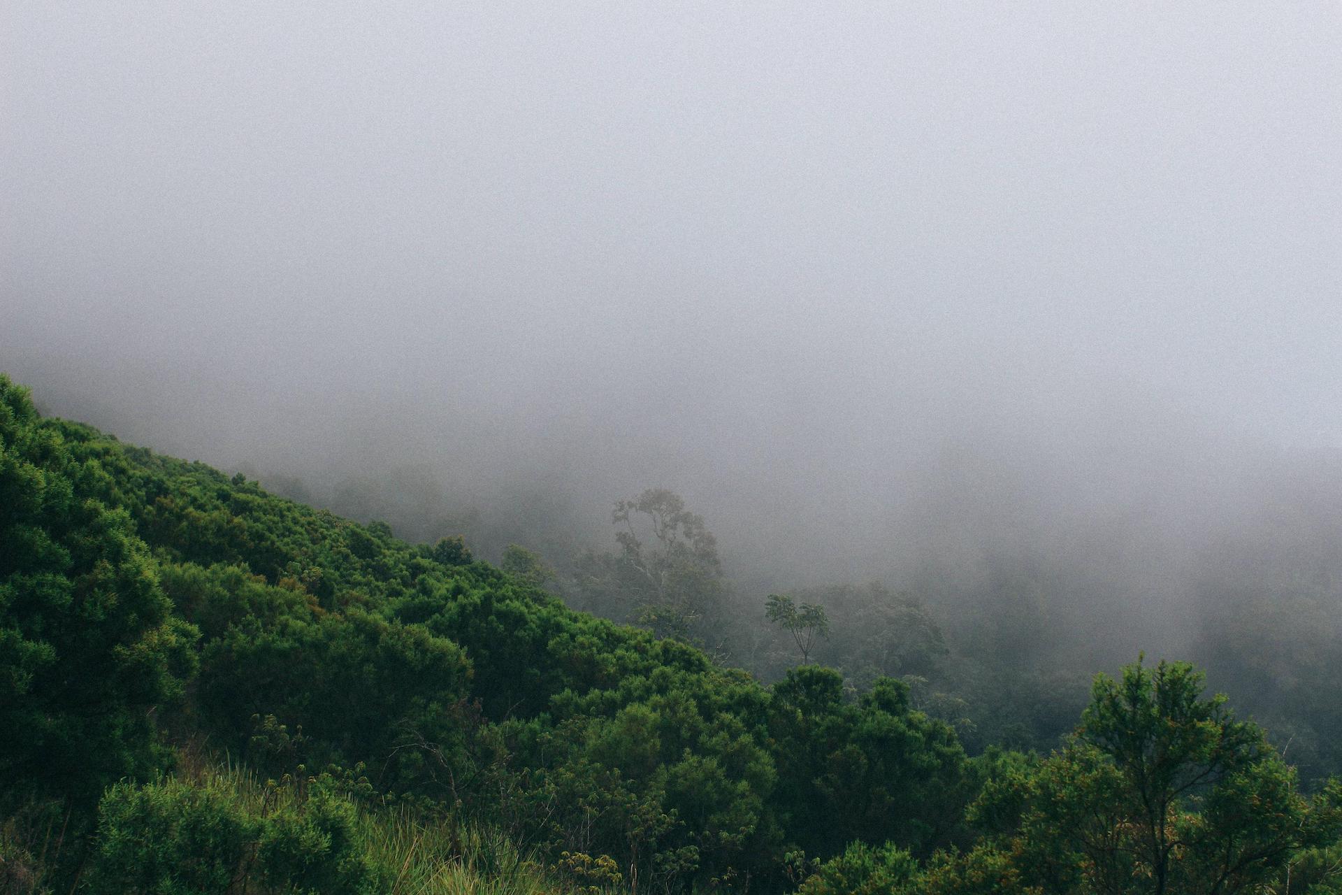 kibira_SAFARIHQ1