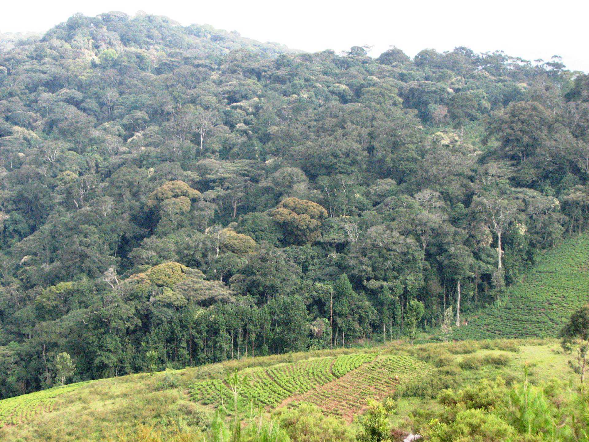 kibira_SAFARIHQ2