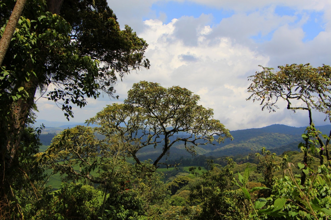 kibira_SAFARIHQ3