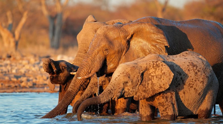 Elephants SafariHQ