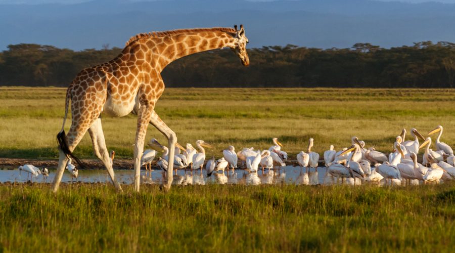 Lake-Nakuru-National-Park-giraffe