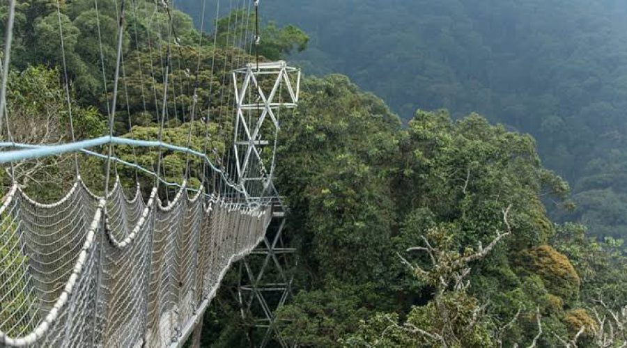 Nyungwe