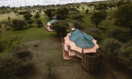 Singing grass aerial view
