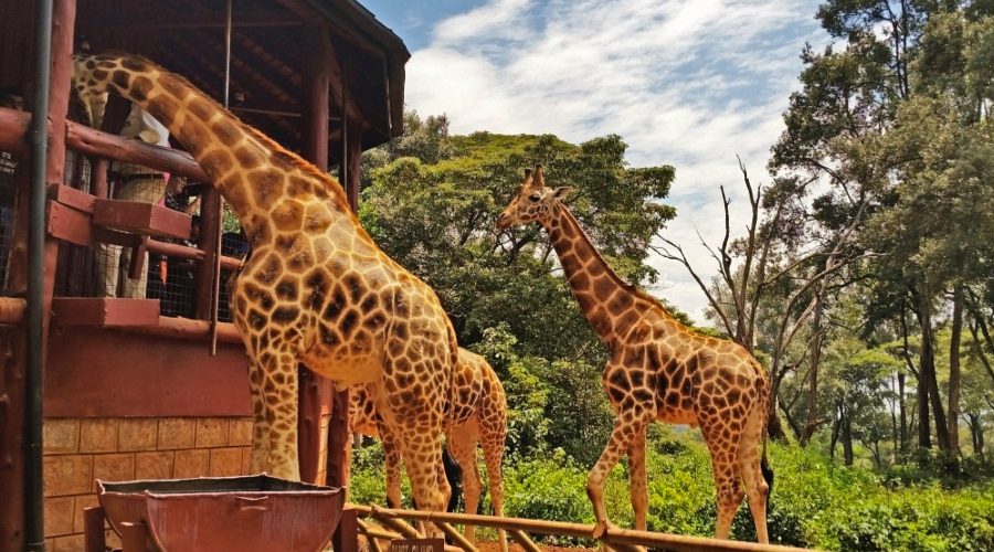 giraffe-centre-nairobi-01