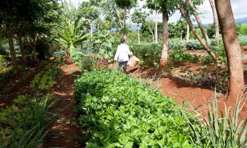ngorongoro farm house coffee plantation