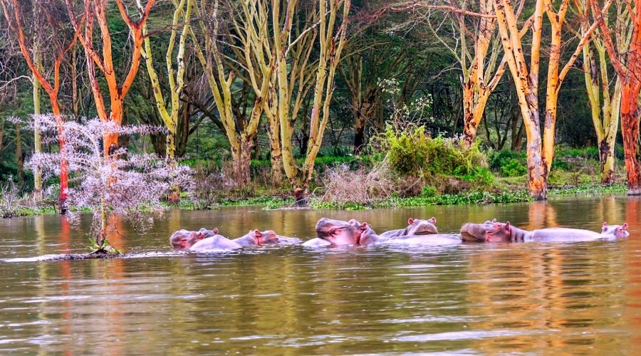 Hippopotamus,On,The,Lake,In,The,Jungle,Of,Kenya,Under