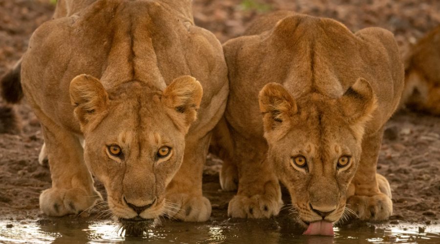 Two,Lionesses,Lie,Drinking,From,Water,Hole